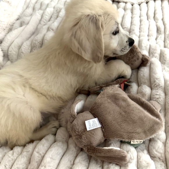 * KODA * my heart and my closet helper ! - Picture 6 of 6